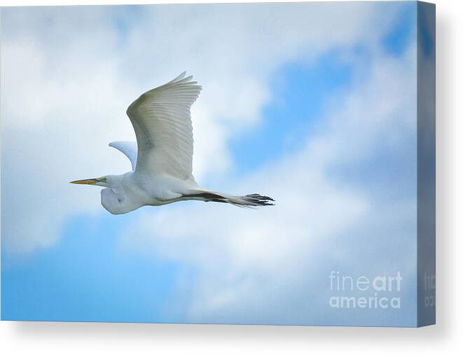 Great Canvas Print featuring the photograph Great White in Flight by Quinn Sedam