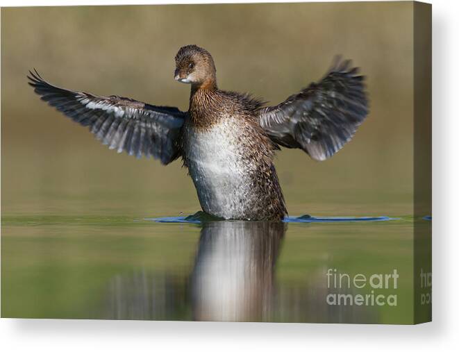 Grebe Canvas Print featuring the photograph Grebe flap by Bryan Keil