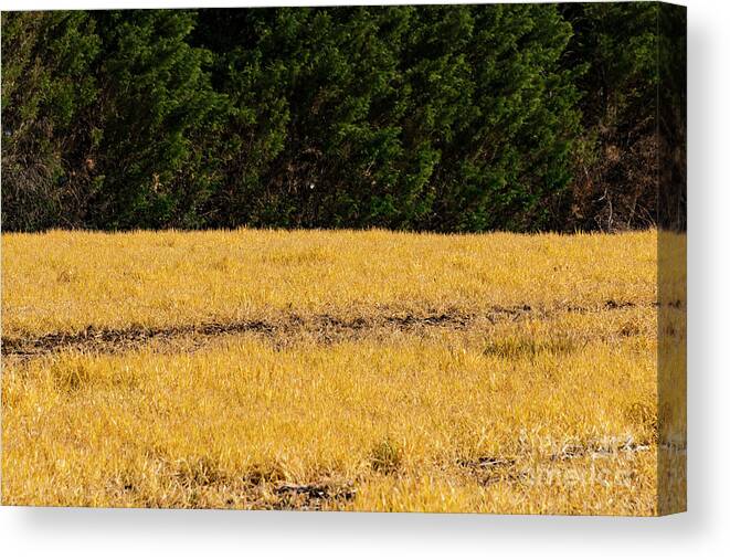 Fairplay Canvas Print featuring the photograph Green and Gold by Bob Phillips