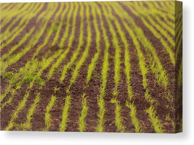 Fields Canvas Print featuring the photograph Fresh Start by Lora Lee Chapman