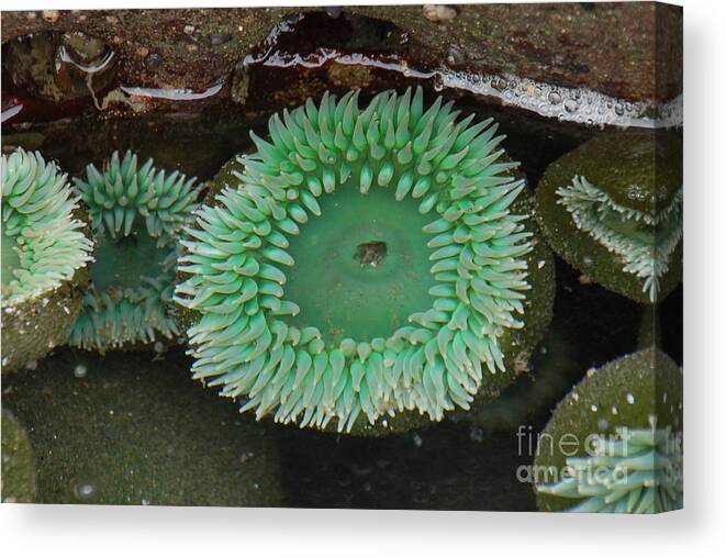 Ruby Beach And Beach 4 Canvas Print featuring the photograph Green Anemone by Chuck Flewelling