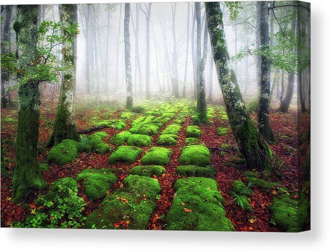 Forest Canvas Print featuring the photograph Green brick road by Mikel Martinez de Osaba