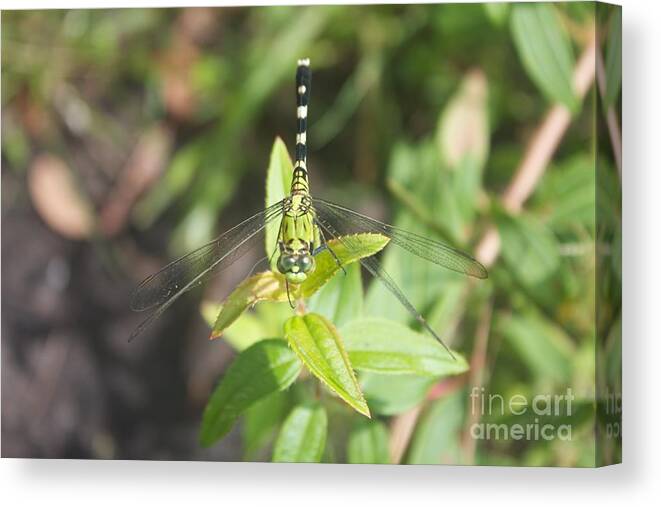 Green Canvas Print featuring the photograph Green Darner or Common Green Darner by David Grant