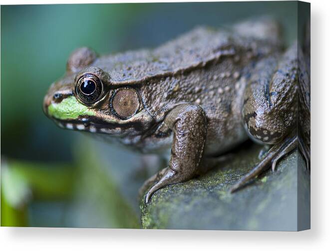 Day Canvas Print featuring the photograph Green frog by Brian Green