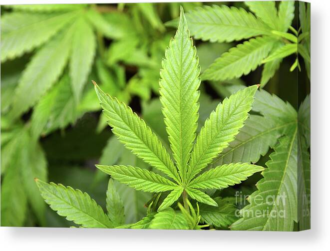 Marijuana Canvas Print featuring the photograph Green Growing by Dan Holm