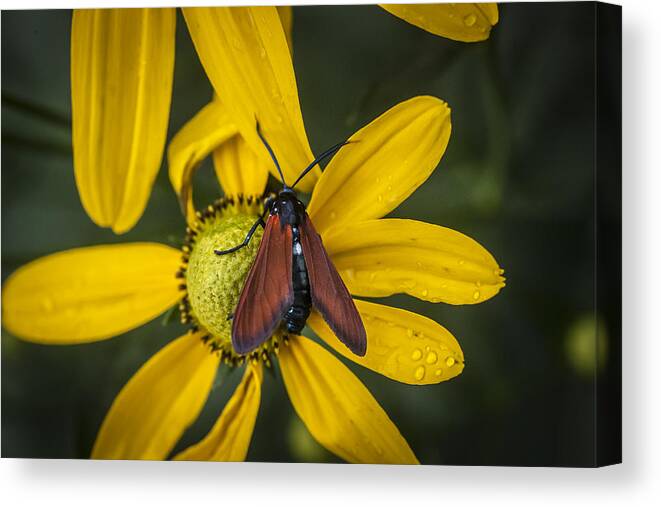 Echinacea Canvas Print featuring the photograph Green Headed Coneflower Moth by Rich Franco