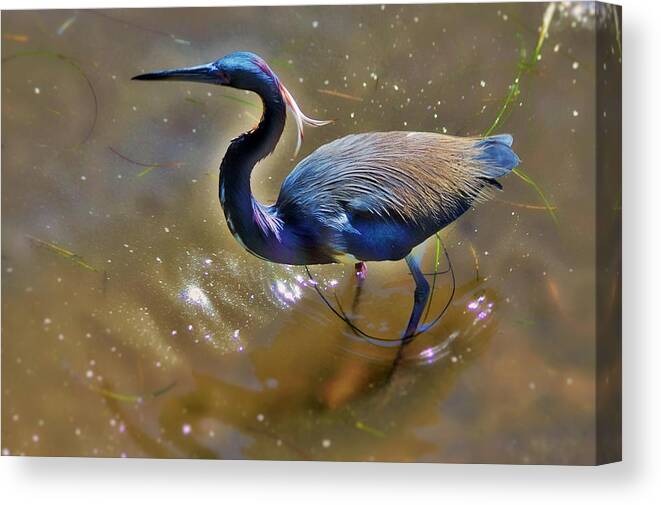  Canvas Print featuring the photograph Green Heron by Stoney Lawrentz