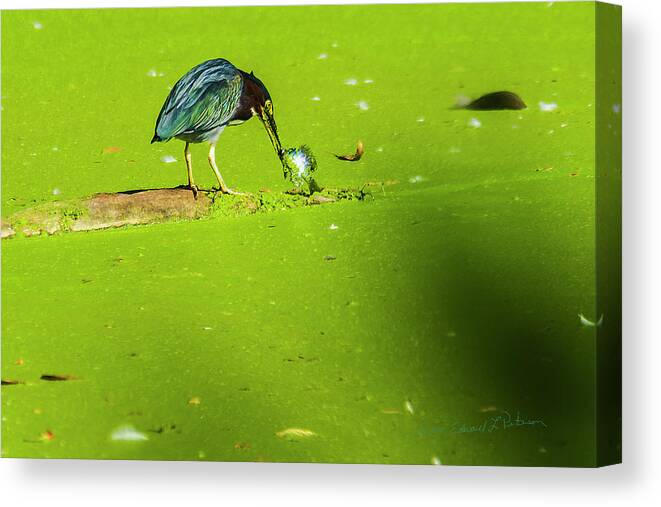 Green Heron Canvas Print featuring the photograph Green Heron Success by Ed Peterson