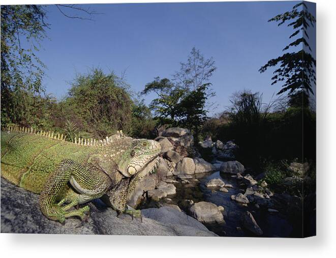 00141734 Canvas Print featuring the photograph Green Iguana in Cerro Chaparri by Tui De Roy