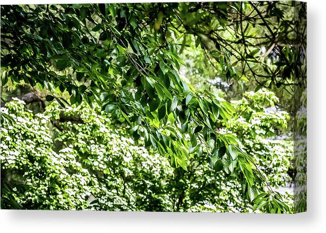 Leaves Canvas Print featuring the digital art Green Leaves by Ed Stines