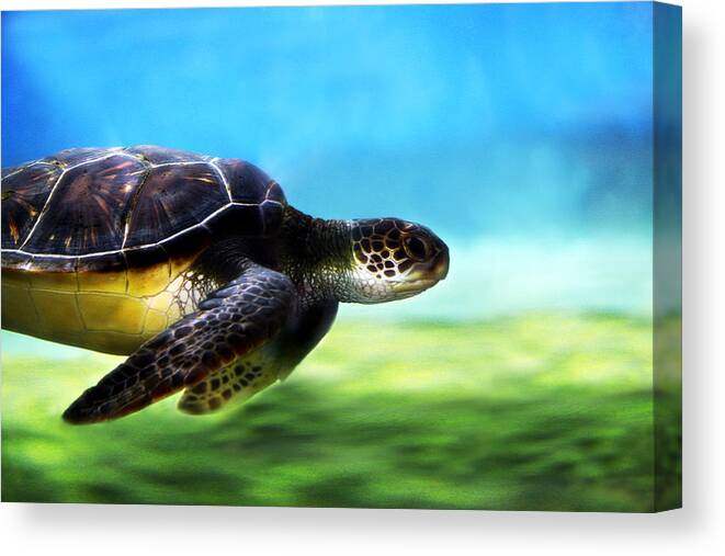 Green Canvas Print featuring the photograph Green Sea Turtle 2 by Marilyn Hunt
