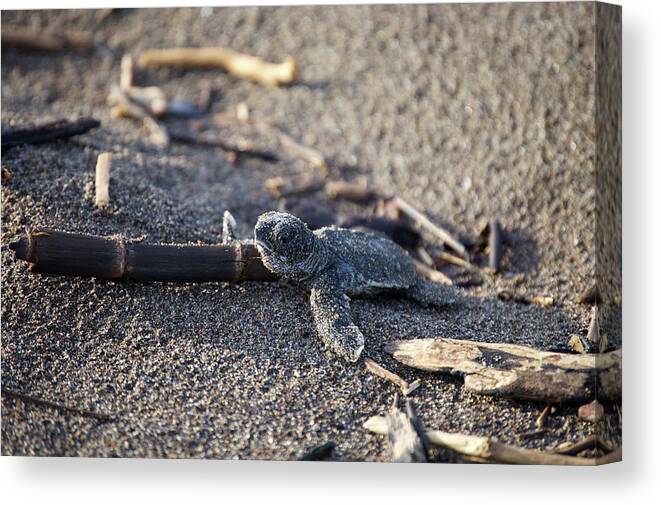 Green Sea Turtle Canvas Print featuring the photograph Green Sea Turtle hatchling by Breck Bartholomew