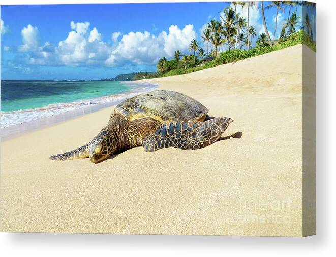 North Shore Canvas Print featuring the photograph Green Sea Turtle Hawaii by Hans- Juergen Leschmann
