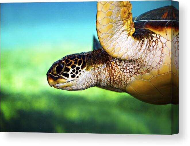 Green Canvas Print featuring the photograph Green Sea Turtle by Marilyn Hunt