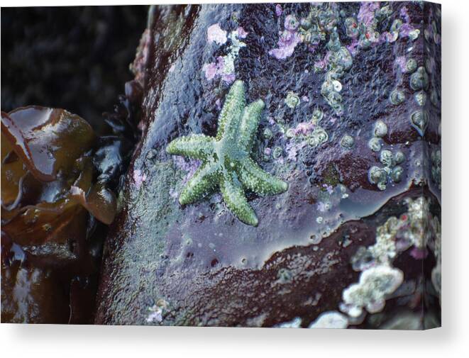 Adria Trail Canvas Print featuring the photograph Green Starfish by Adria Trail