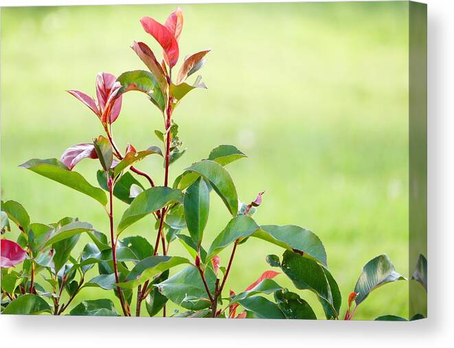 Photography Canvas Print featuring the photograph Greenery and red by Ivana Westin