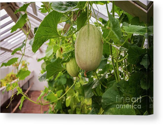 Piel De Sapo Canvas Print featuring the photograph Greenhouse with melons by Sophie McAulay