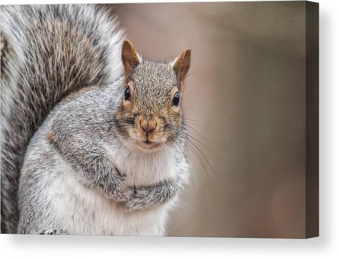 Squirrel Canvas Print featuring the photograph Greetings by Cathy Kovarik