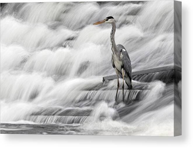 Grey Heron Canvas Print featuring the photograph Grey Heron fishing in Annacotty waterfall Ireland by Pierre Leclerc Photography