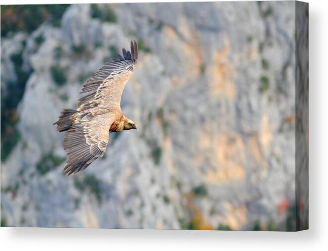 Wildlife Canvas Print featuring the photograph Griffon Vulture by Richard Patmore