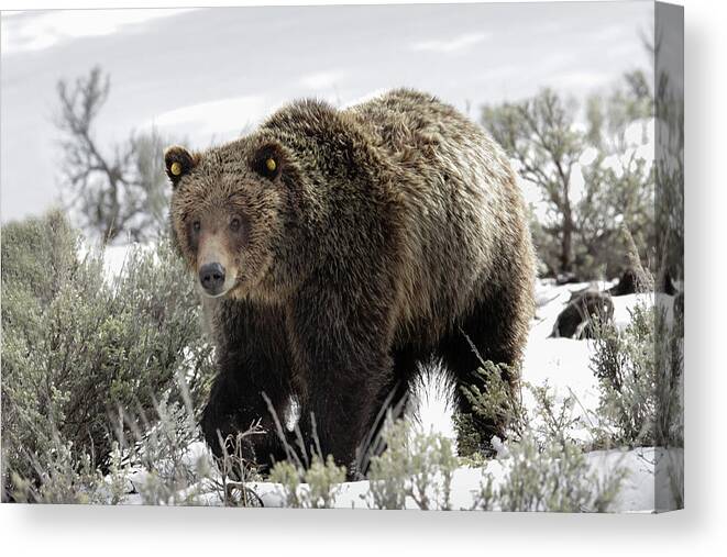 Grizzly Canvas Print featuring the photograph Griz 610 by Ronnie And Frances Howard