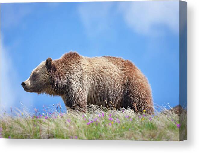 Mark Miller Photos Canvas Print featuring the photograph Grizzly and Blue Sky by Mark Miller