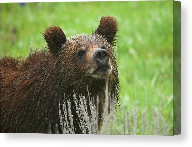 Grizzly Canvas Print featuring the photograph Grizzly Cub by Steve Stuller