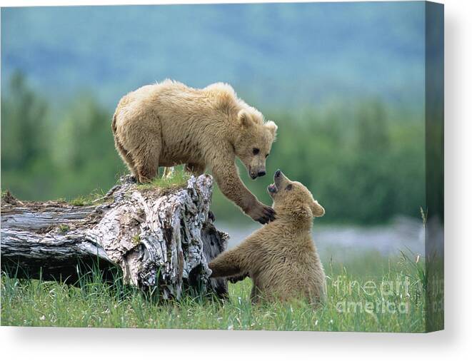 00345264 Canvas Print featuring the photograph Grizzly Sisters Playing by Yva Momatiuk John Eastcott