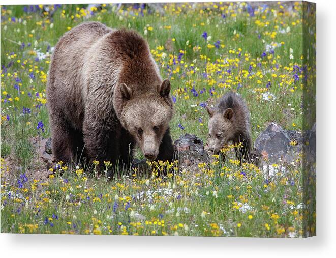 Mark Miller Photos Canvas Print featuring the photograph Grizzly Sow and Cub in Summer Flowers by Mark Miller