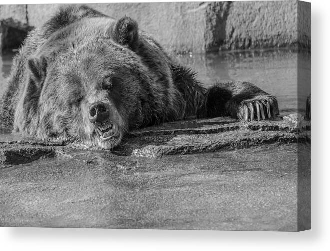 Grouchy Bear Canvas Print featuring the photograph Grouchy Bear - Black and White by Susan McMenamin
