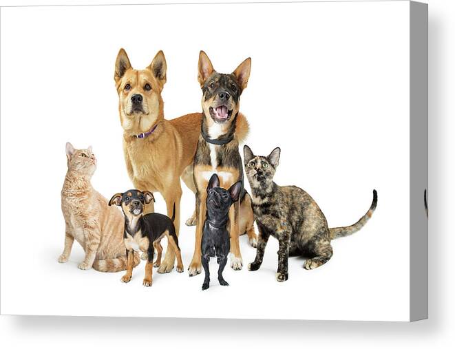 Group Canvas Print featuring the photograph Group of Cats and Dogs Looking Up on White by Good Focused