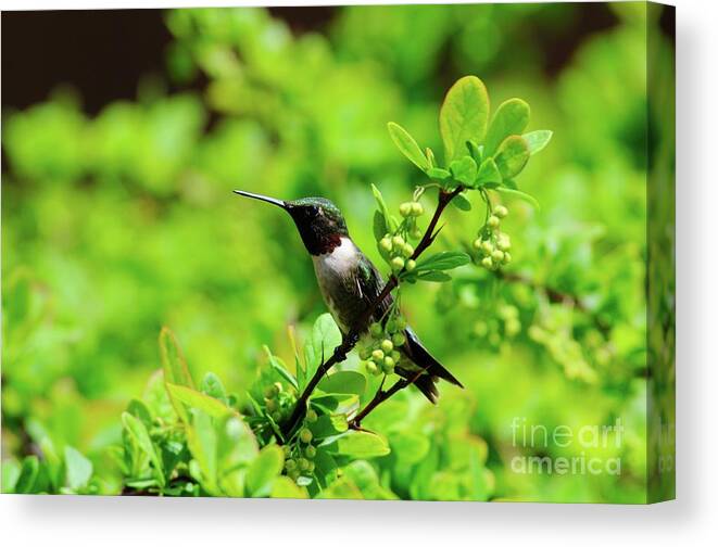 Hummingbird Canvas Print featuring the photograph Guarding His Space by Sandra Updyke