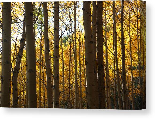 Aspen Foliage Canvas Print featuring the photograph Guarding the Gold by Tammy Pool