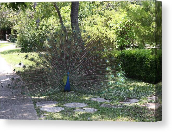 Gulf Breeze Zoo Canvas Print featuring the photograph Gulf Breeze Peacock by Beth Parrish