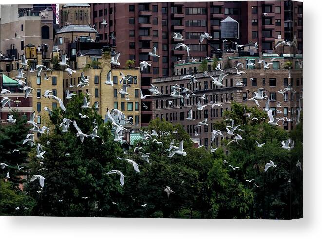 Gulls And The City Canvas Print featuring the photograph Gulls and the City by Robert Ullmann