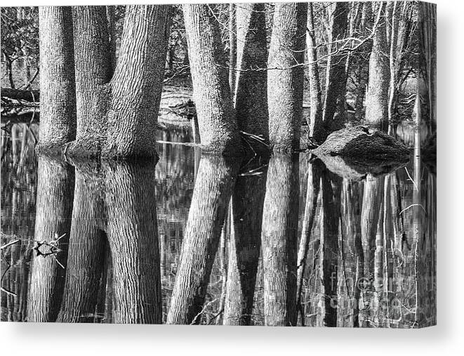 Black And White Canvas Print featuring the photograph Gum Swamp by Geraldine DeBoer