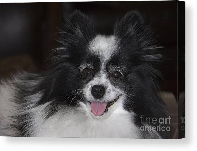 Small Dog Canvas Print featuring the photograph Gypsy by Kelly Holm