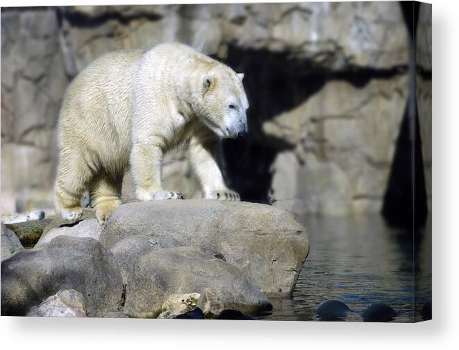 Memphis Zoo Canvas Print featuring the photograph Habitat - Memphis Zoo by DArcy Evans