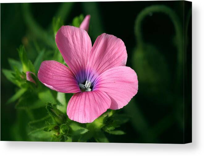 Hairy Pink Flax Canvas Print featuring the photograph Hairy Pink Flax by Yuri Peress