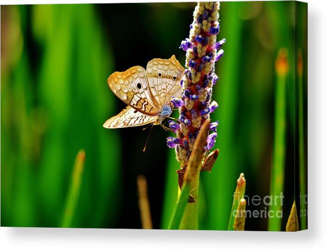 White Peacock Butterfly Canvas Print featuring the photograph Hanging around by Julie Adair