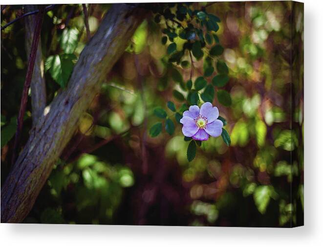 Flower Canvas Print featuring the photograph Hanging Garden by April Reppucci