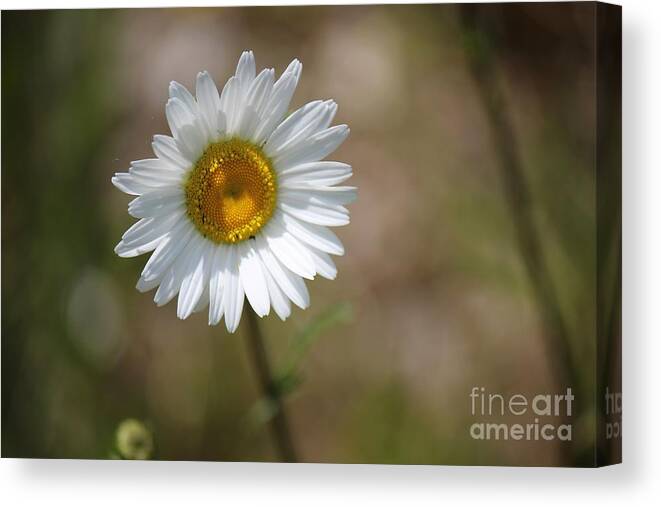 Daisy Canvas Print featuring the photograph Happy daisy in the sun by Colleen Snow