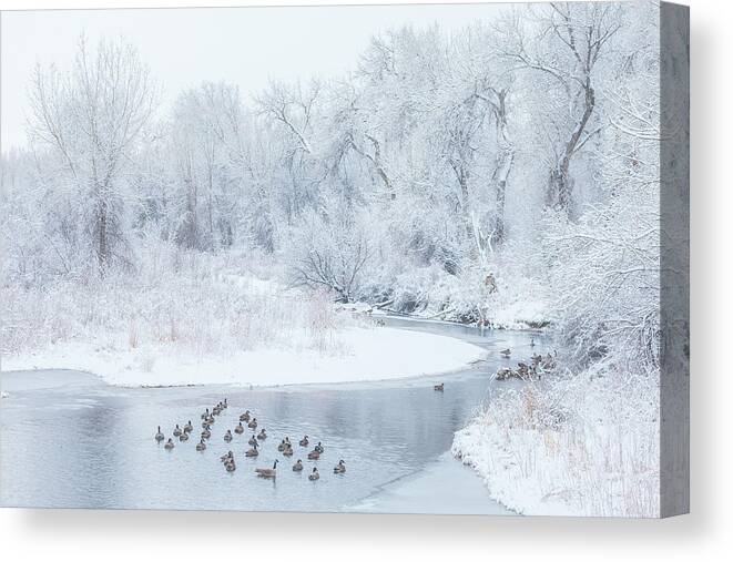 Winter Canvas Print featuring the photograph Happy Geese by Darren White