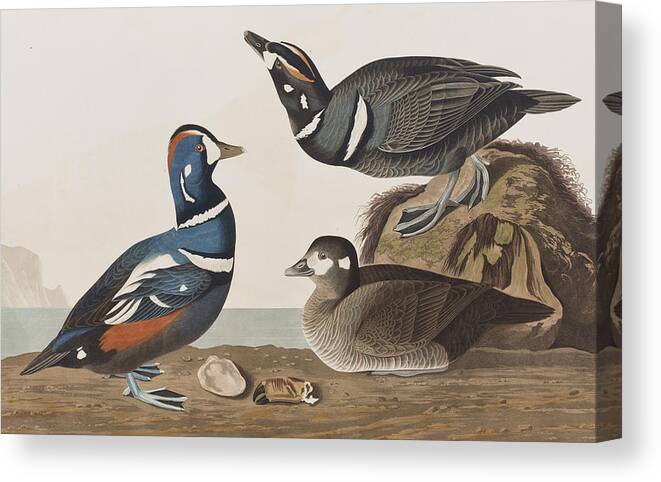 Audubon Canvas Print featuring the painting Harlequin Duck by John James Audubon