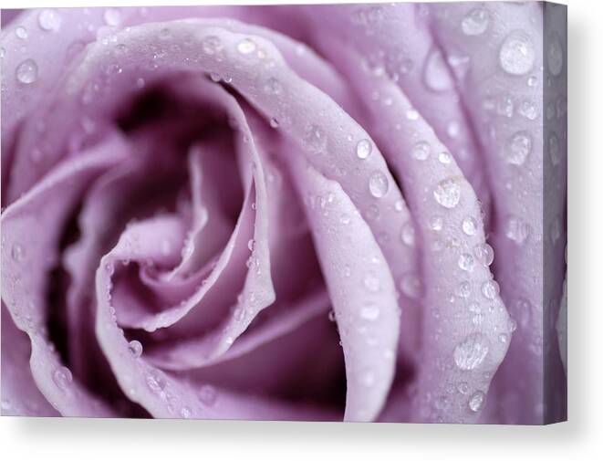 Rose Canvas Print featuring the photograph Harmony by DArcy Evans