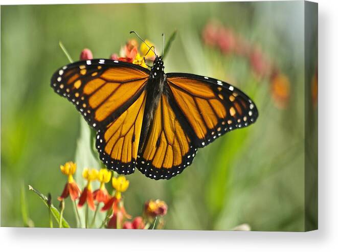Wildlife Canvas Print featuring the photograph Hawaiian Monarch 3 by Michael Peychich