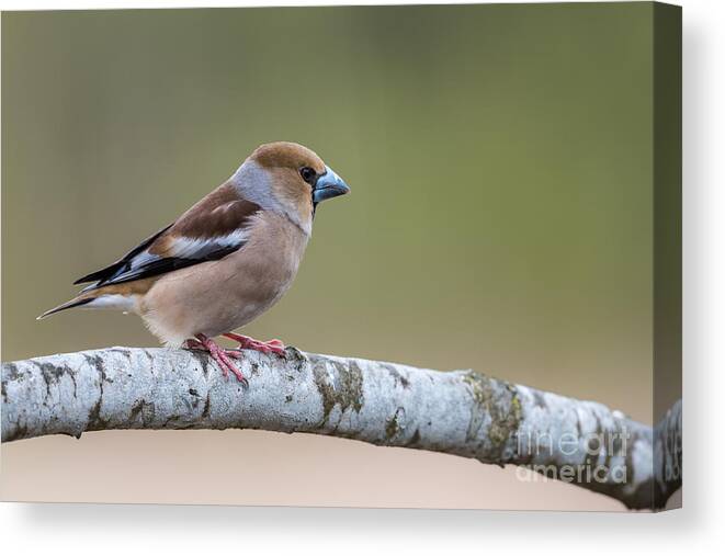 Hawfinch's Powerful Bill Canvas Print featuring the photograph Hawfinch's Powerful Bill by Torbjorn Swenelius