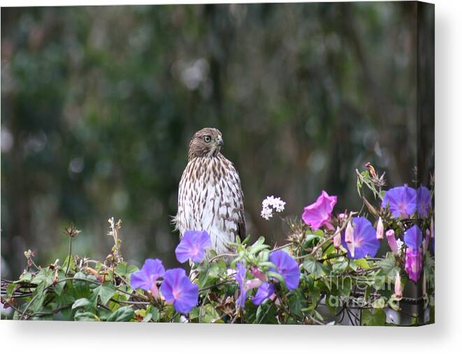 Hawk Canvas Print featuring the photograph Hawk by Cynthia Marcopulos