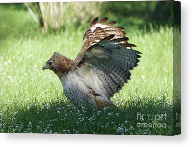 Hawk Canvas Print featuring the photograph Hawk on the Ground 3 by Robert Alter Reflections of Infinity