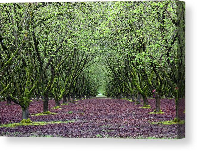 Orchard Canvas Print featuring the photograph Hazel Nut Orchard by Kami McKeon